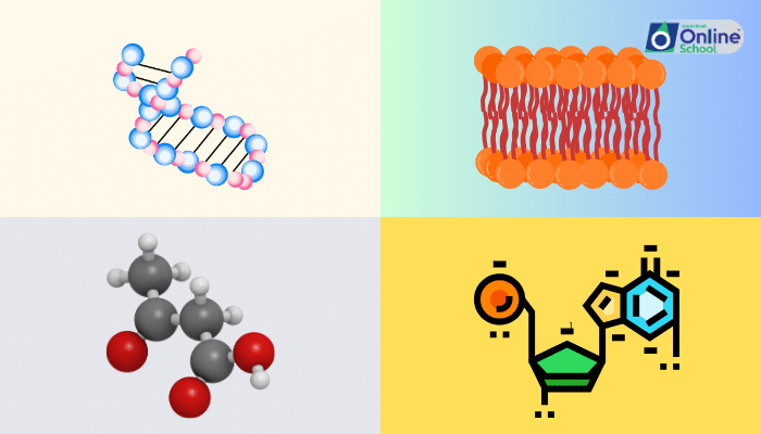 Lesson 08: Biomolecules - The Chemical Basis of Life